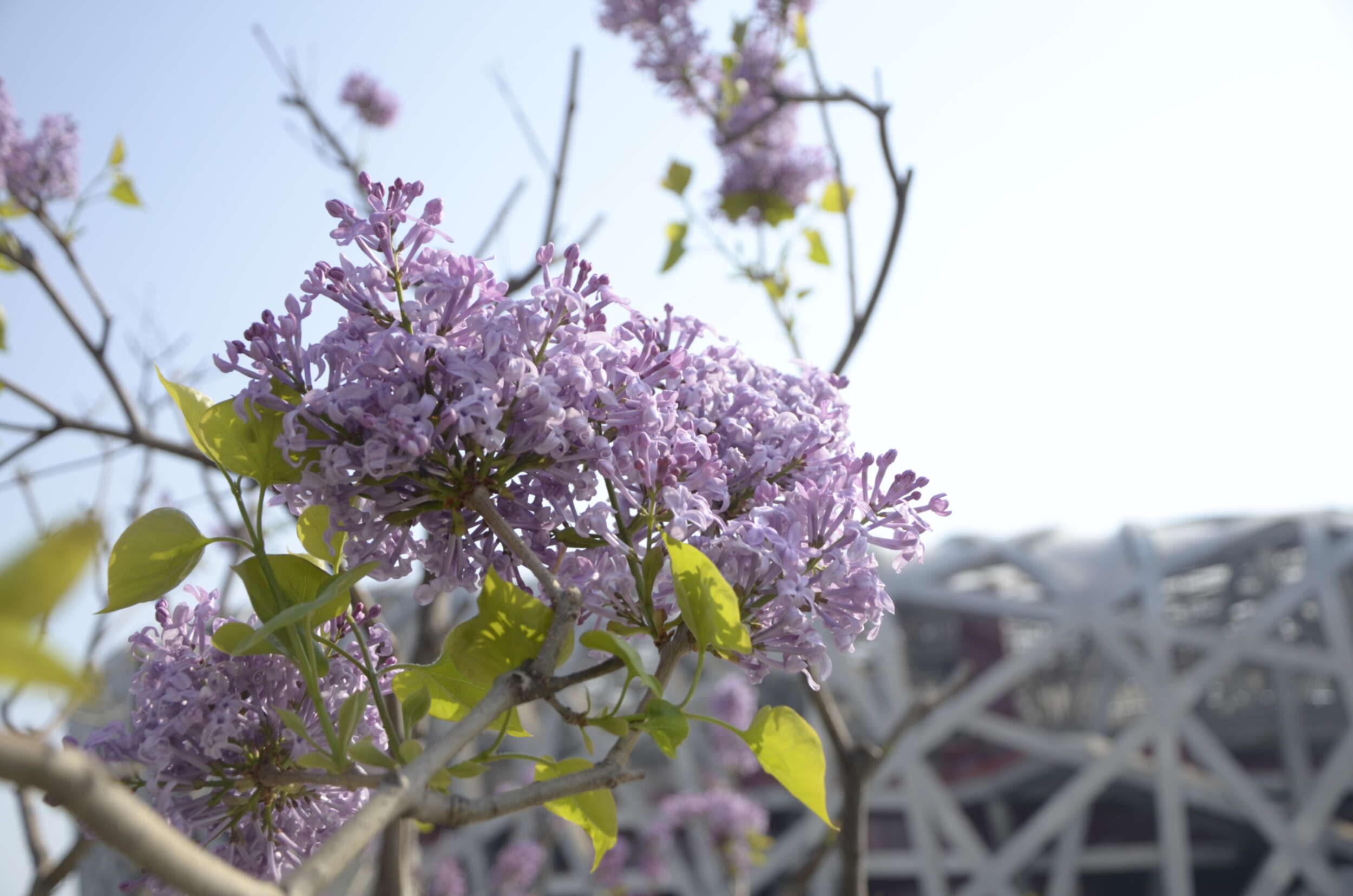 尼康拍花