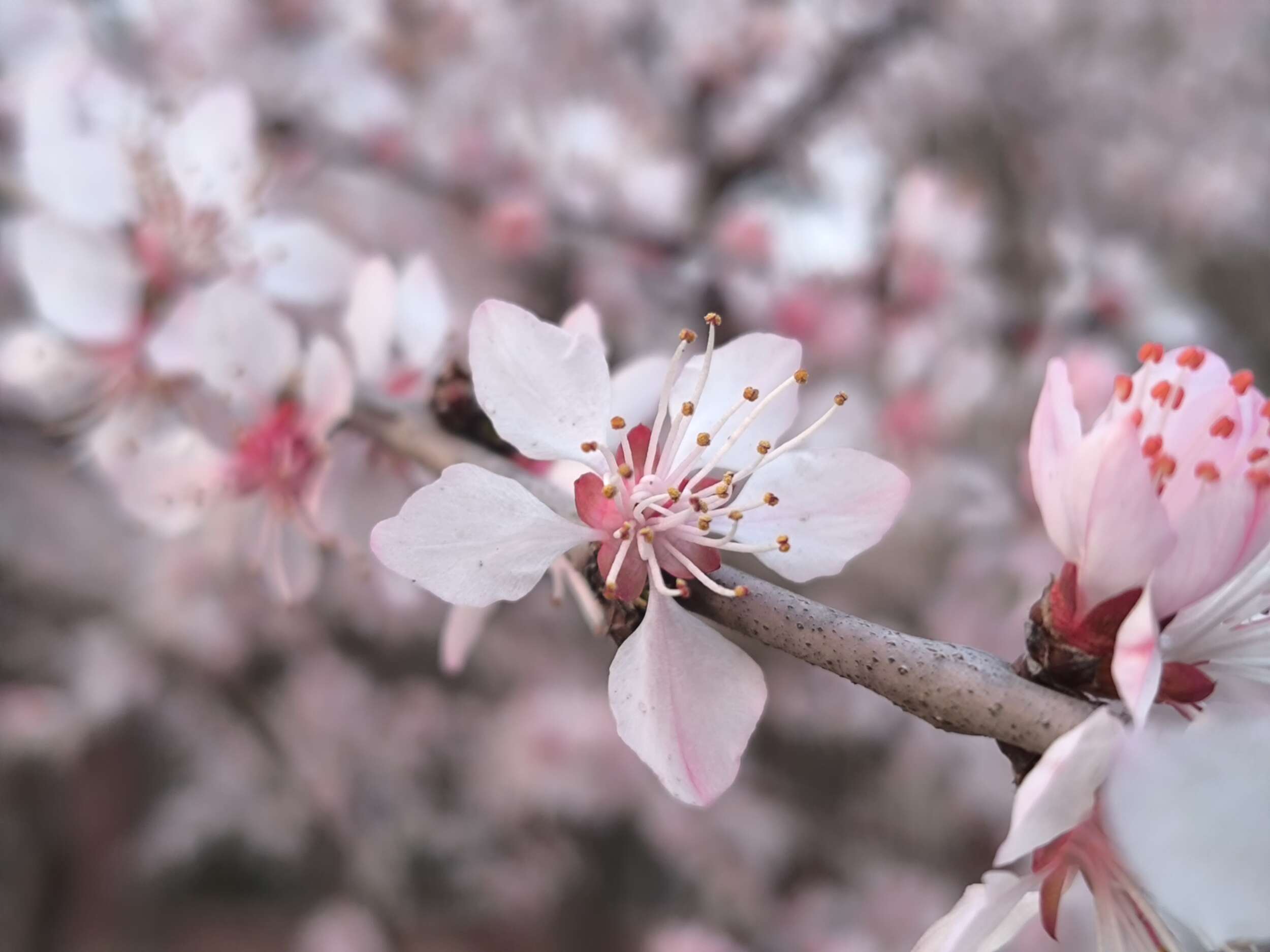 可憐に咲かせる「愛」の華。
